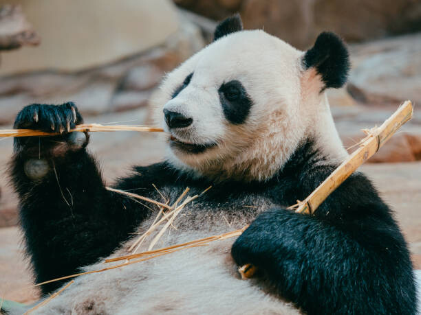 Тениска portrait of a giant panda eating bamboo