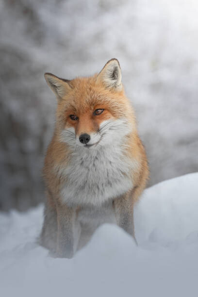Тениска Portrait of red fox standing on snow covered land
