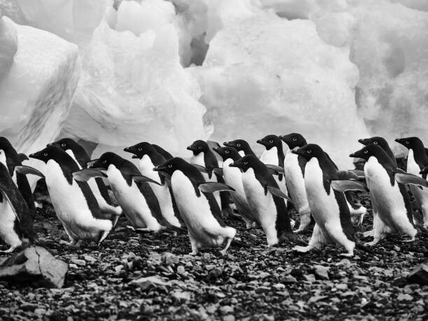 Poster Adelie penguins walking over rocks along