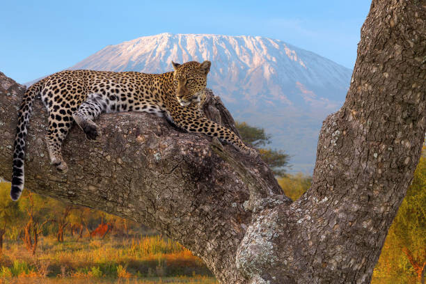 Poster African Leopard resting