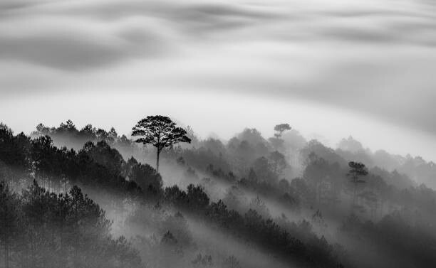 Poster Big tree in Pine forest in mist