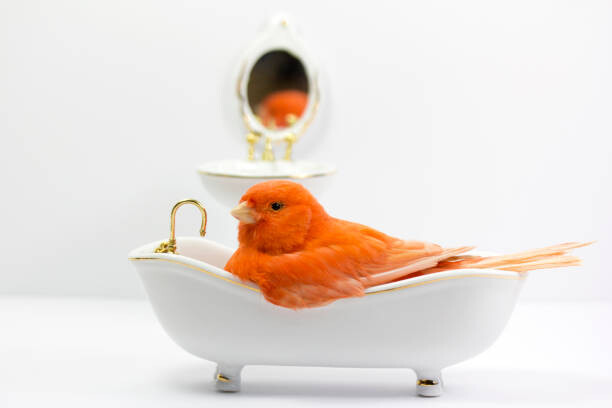 Poster Bird taking a bath in the bathtub