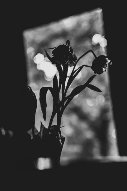 Poster Black and white portrait of tulips