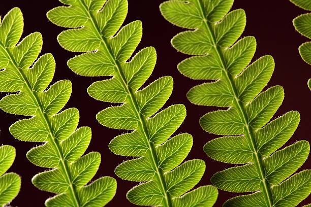 Poster Bracken Fern Leaf