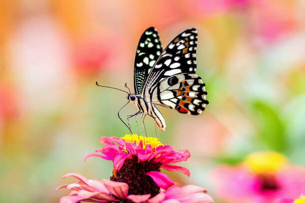 Poster Butterfly On A Flower with colorful Background
