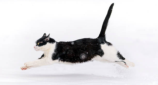 Poster Cat running in the snow