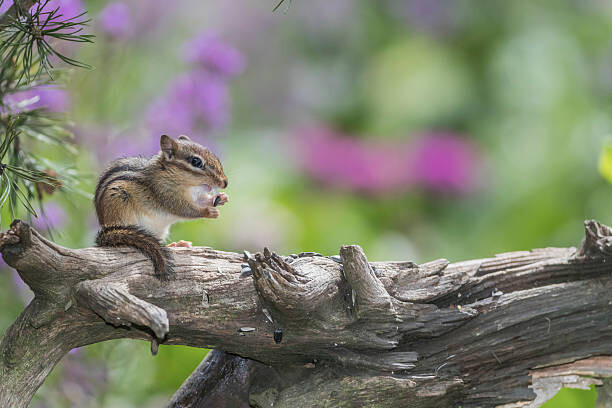 Poster Chipmunk eating seed on log. Flowers behind.