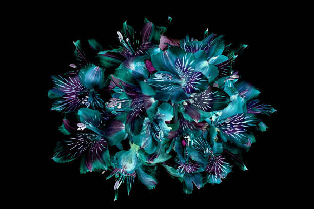 Poster Close-up, creative image of Peruvian lillies