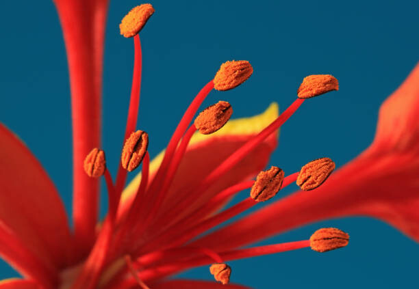 Poster Close-up of a Royal Poinciana