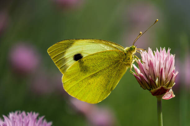 Poster Close-up of butterfly pollinating on pink