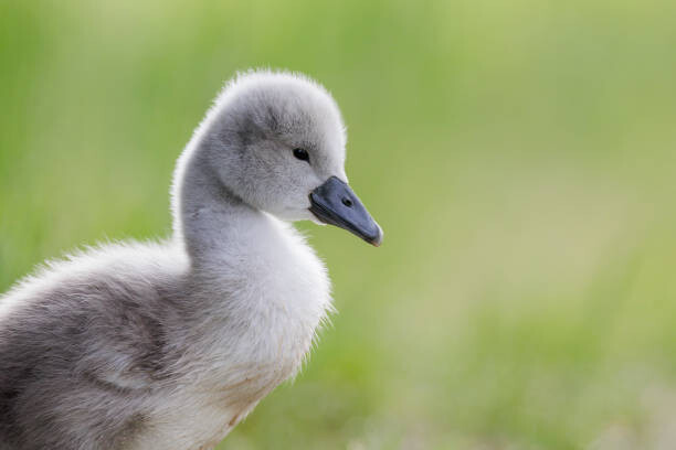 Poster Close-up of swan