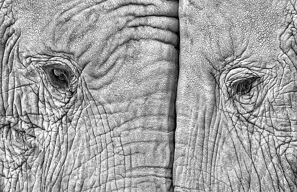 Poster Close-up of two elephants standing face to face