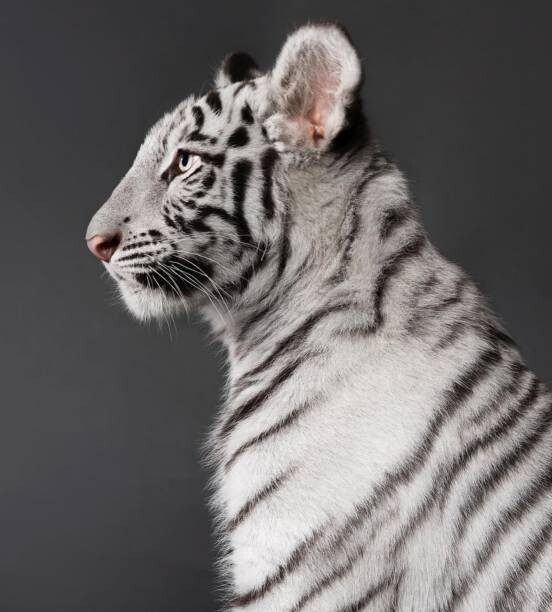 Poster Close-up of white tiger against black