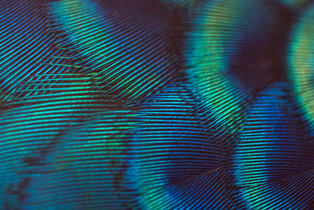 Poster close-up peacock feathers