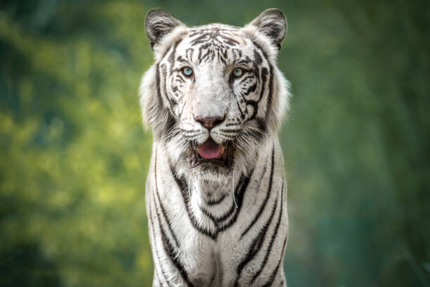 Poster Close-up portrait of white tiger against trees