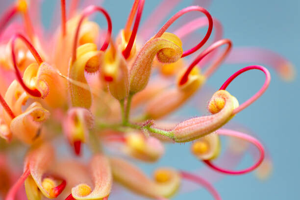 Poster Closeup beautiful Banksia flower, background with