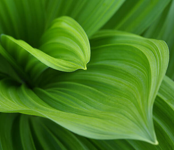 Poster Closeup image of green leaves growing