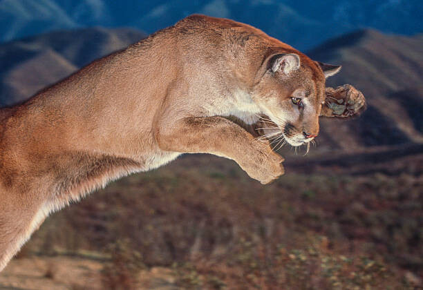 Poster Cougar pounce