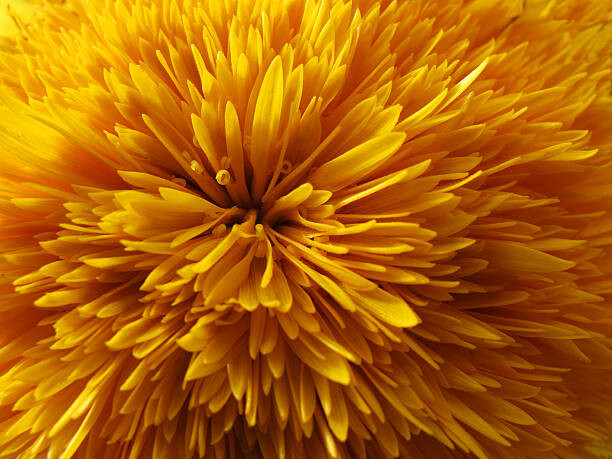 Poster Dandelion flower head