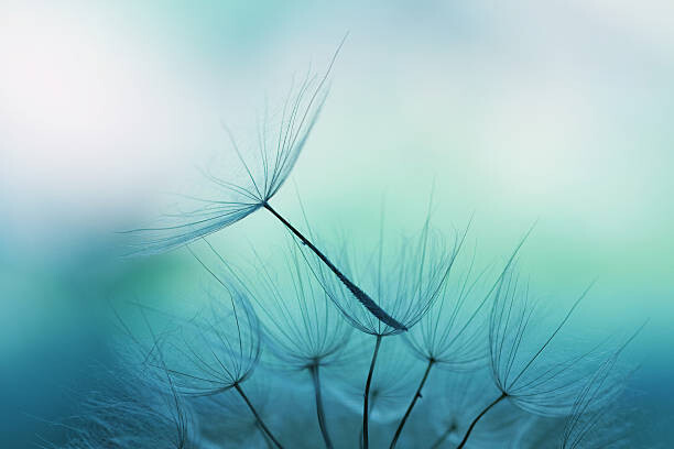 Poster Dandelion seed