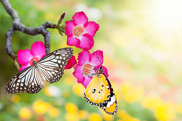 Poster desert rose and butterfly