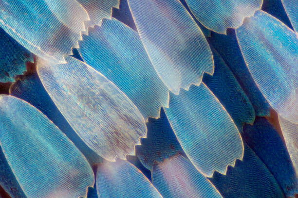 Poster Extreme magnification - Butterfly wing under