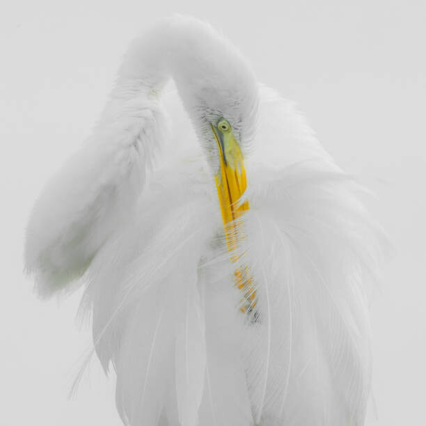 Poster Great White Heron High Key Preening