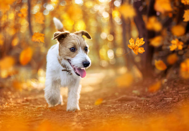 Poster Happy pet dog puppy walking in the forest, autumn concept
