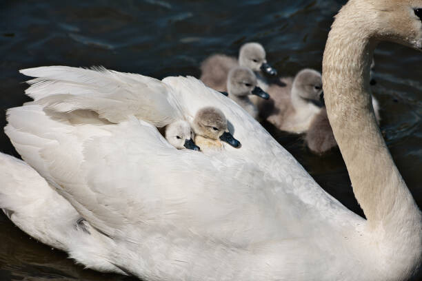 Poster High angle view of swans swimming