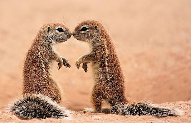 Poster Kissing ground Squirrels