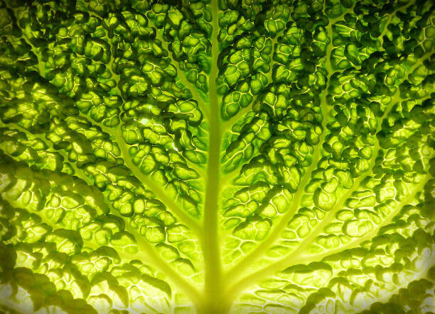 Poster Lettuce leaf detail