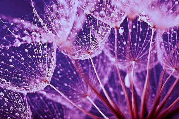 Poster Macro abstract of water drops on dandelion seeds
