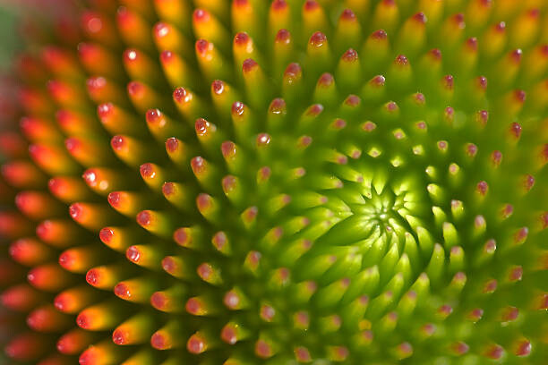 Poster Macro Detail of Echinacea flower