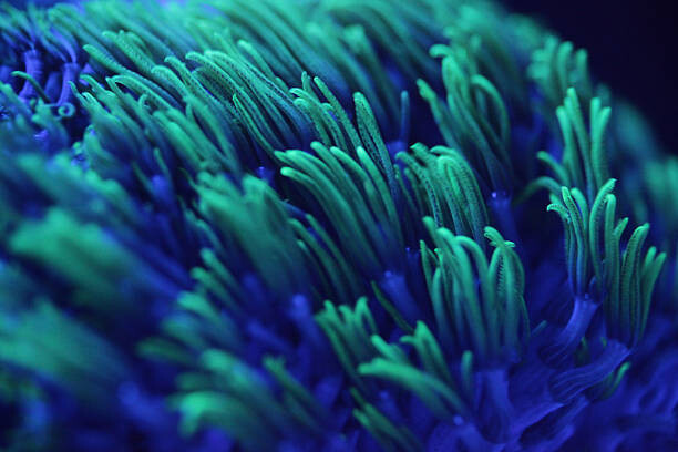 Poster Macro shor of colorful corals