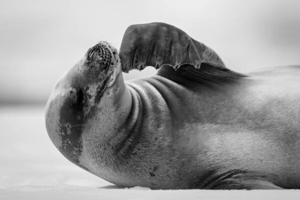Poster Mono close-up of crabeater seal scratching