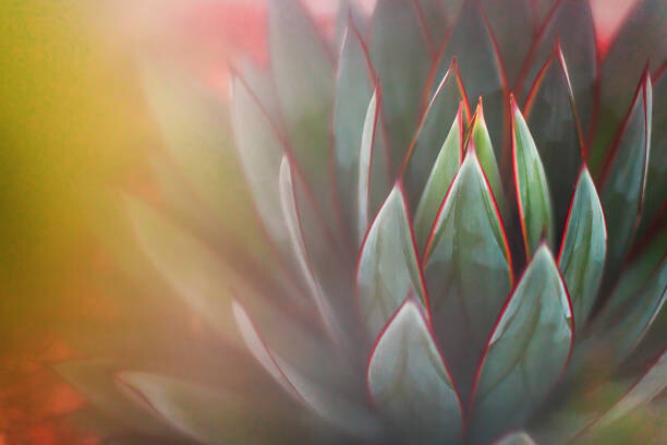 Poster Nature - Succulents - shades of green