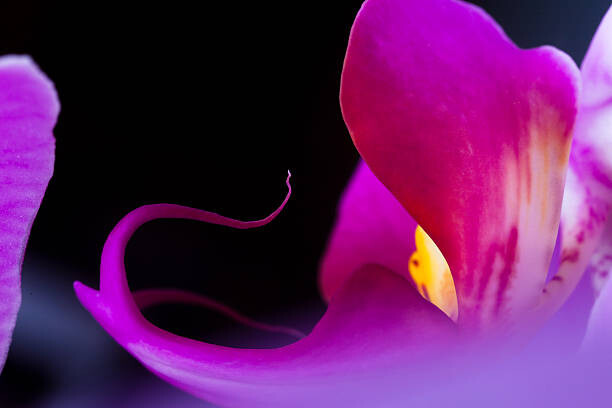 Poster Orchid (Phalaenopsis )