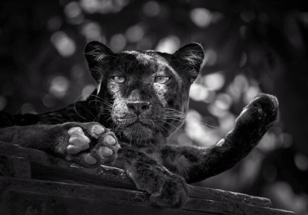 Poster Panther or leopard are relaxing