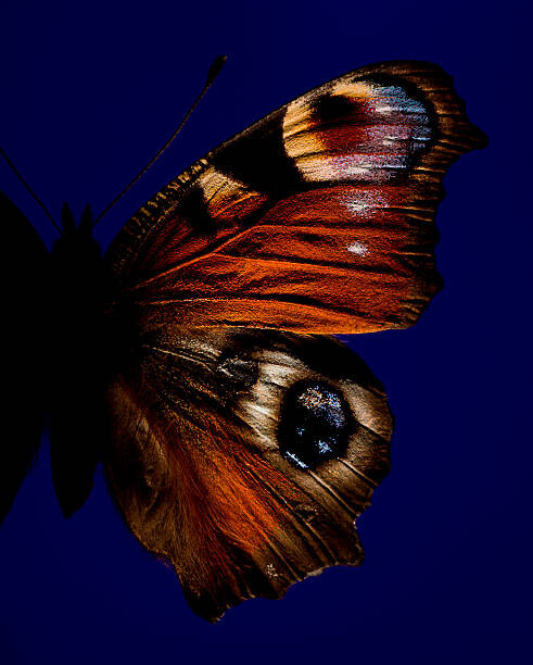 Poster Part of butterfly with eye