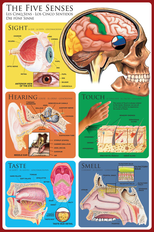 Poster Pet osjetila - ljudska percepcija