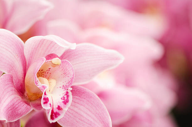 Poster Pink blooming Cymbidium orchids