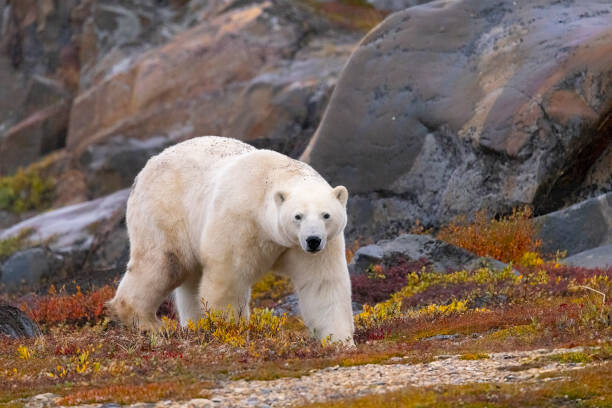 Poster Polar Bear adult male in autumn colors