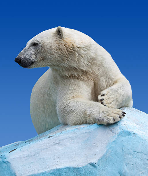 Poster Polar bear on a rock against blue sky