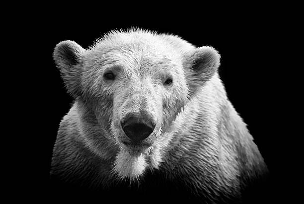 Poster Polar bear on black