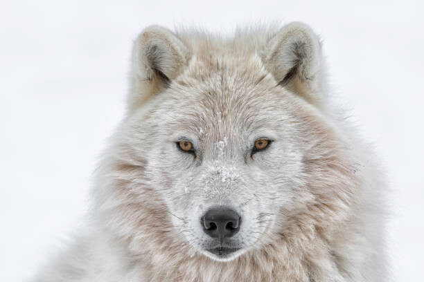 Poster Portrait of arctic wolf