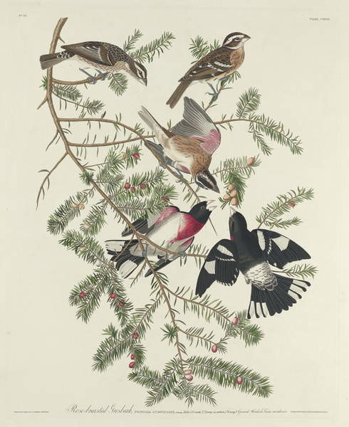 Poster Rose-breasted Grosbeak, 1832