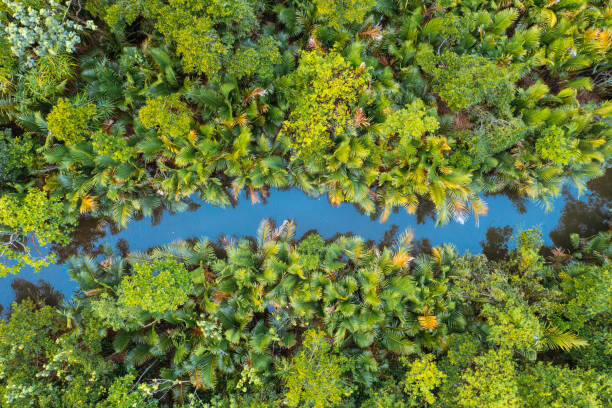 Poster Small canal among lush mangrove forest