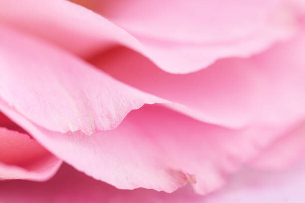 Poster Tender pink petals close up