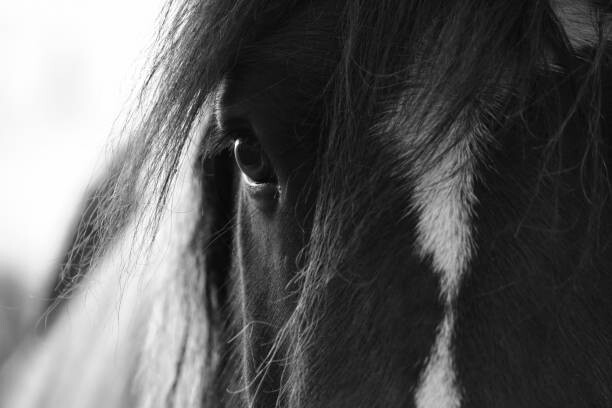 Poster The Window To The Soul