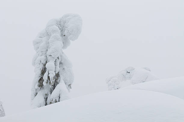 Poster trees on cliff top in winter